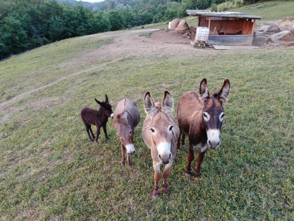 Agriturismo Alba Del Borgo ฟีเดนซา ภายนอก รูปภาพ